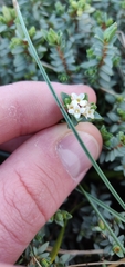 Pimelea prostrata