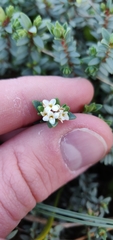 Pimelea prostrata
