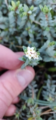 Pimelea prostrata