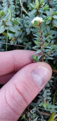 Pimelea prostrata