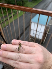Demonax notabilis