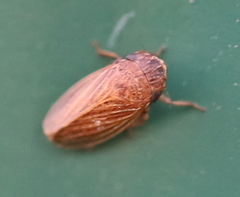 Aphrodini