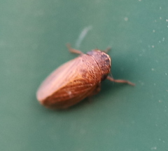 Aphrodini