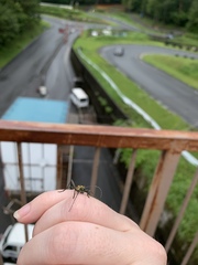 Demonax notabilis