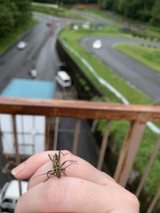 Demonax notabilis