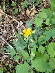 Chelidonium majus