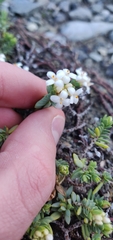 Pimelea prostrata