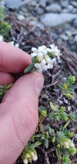 Pimelea prostrata
