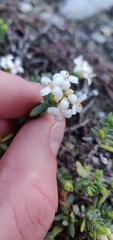 Pimelea prostrata