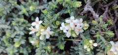 Pimelea prostrata