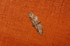 Eupithecia palpata