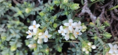 Pimelea prostrata