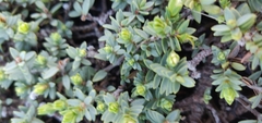 Pimelea prostrata