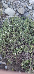 Pimelea prostrata