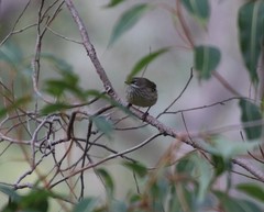 Sericornis maculatus