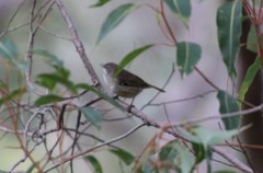 Sericornis maculatus