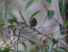 Sericornis maculatus