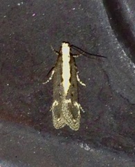 Aroga paraplutella