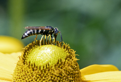 Bicyrtes capnopterus
