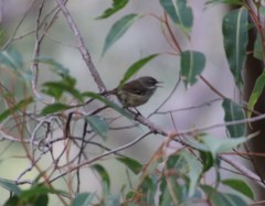 Sericornis maculatus