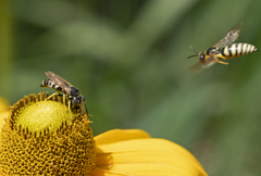 Bicyrtes capnopterus