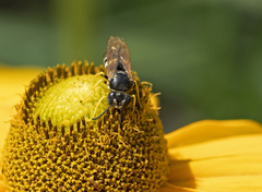 Bicyrtes capnopterus