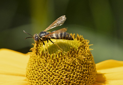 Bicyrtes capnopterus