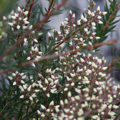Acrothamnus melaleucoides