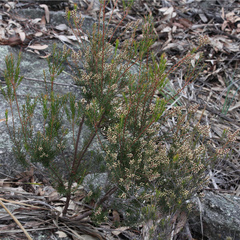 Acrothamnus melaleucoides