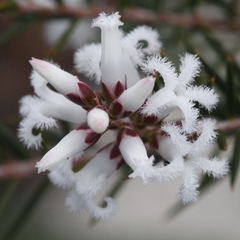 Acrothamnus melaleucoides