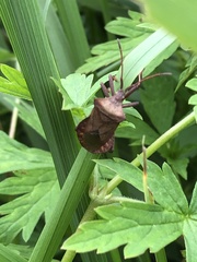Coreus marginatus