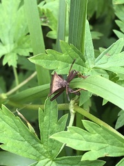 Coreus marginatus