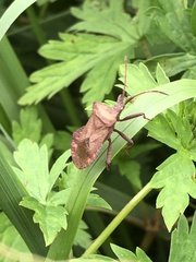 Coreus marginatus