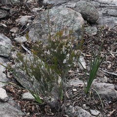 Acrothamnus melaleucoides