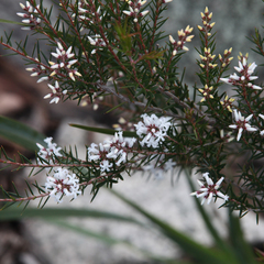 Acrothamnus melaleucoides