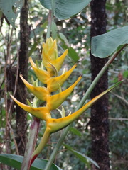 Heliconia lankesteri image