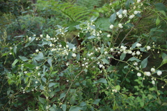 Acacia urophylla