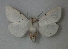 Spilosoma dubia
