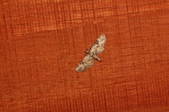 Eupithecia edna