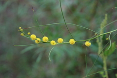 Acacia extensa