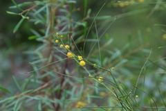 Acacia extensa