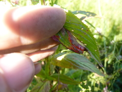 Pucciniastrum epilobii