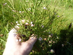 Pucciniastrum epilobii