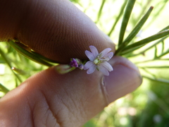 Pucciniastrum epilobii