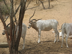 Addax