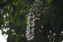 Dendrobium aphyllum