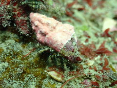 Pagurus decimbranchiae