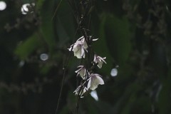 Dendrobium aphyllum