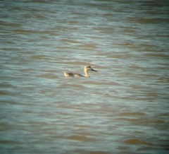 Marmaronetta angustirostris