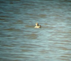 Marmaronetta angustirostris